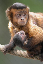 tufted capuchins