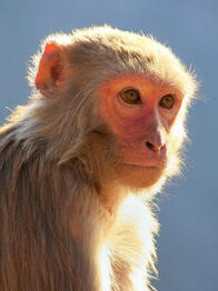 rhesus macaques